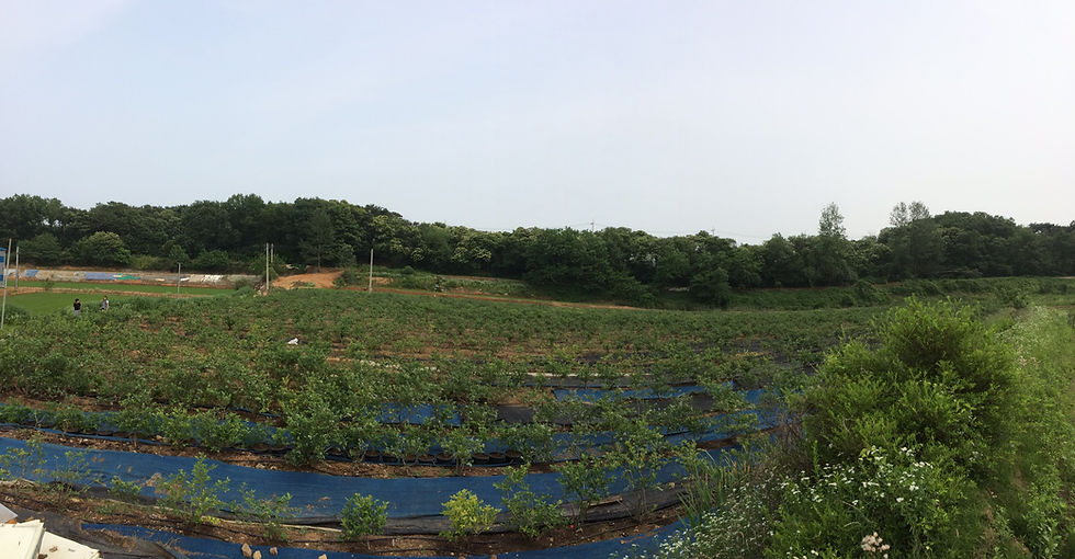 블루베리 아침농원의 넓은 밭 전경